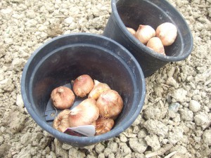 bulbi gladioli